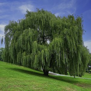 Vŕba babylonská (Salix Babylonica) - výška 270–300 cm, kont. C18L - NA KMIENKU